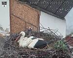 Capi_Dubne_20250608_072503.jpg