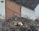 Capi_Dubne_20250608_073002.jpg
