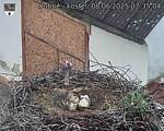 Capi_Dubne_20250608_073504.jpg