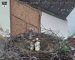 Capi_Dubne_20250608_074003.jpg
