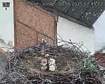 Capi_Dubne_20250608_074502.jpg