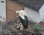 Capi_Dubne_20250608_075003.jpg