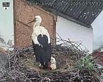 Capi_Dubne_20250608_075502.jpg