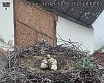 Capi_Dubne_20250608_080003.jpg