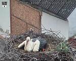 Capi_Dubne_20250608_080502.jpg