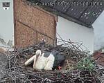 Capi_Dubne_20250608_081004.jpg