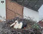 Capi_Dubne_20250608_081502.jpg