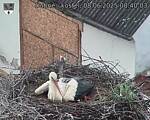 Capi_Dubne_20250608_084003.jpg
