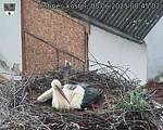 Capi_Dubne_20250608_084502.jpg