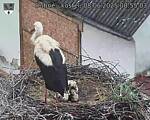 Capi_Dubne_20250608_085503.jpg