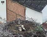 Capi_Dubne_20250608_090504.jpg