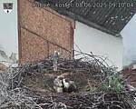 Capi_Dubne_20250608_091004.jpg