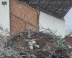 Capi_Dubne_20250608_091502.jpg