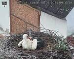 Capi_Dubne_20250608_093504.jpg