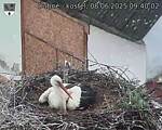 Capi_Dubne_20250608_094002.jpg