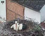 Capi_Dubne_20250608_094504.jpg