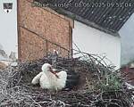 Capi_Dubne_20250608_095004.jpg