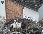 Capi_Dubne_20250608_095502.jpg