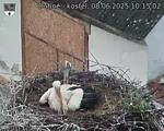 Capi_Dubne_20250608_101502.jpg