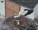 Capi_Dubne_20250608_102003.jpg