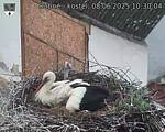 Capi_Dubne_20250608_103004.jpg