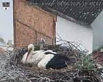 Capi_Dubne_20250608_104002.jpg