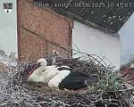 Capi_Dubne_20250608_104503.jpg