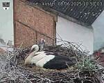 Capi_Dubne_20250608_105003.jpg