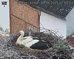Capi_Dubne_20250608_110003.jpg