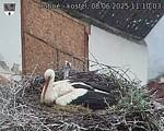 Capi_Dubne_20250608_111003.jpg