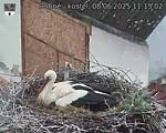 Capi_Dubne_20250608_111502.jpg