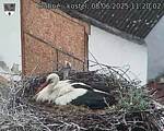 Capi_Dubne_20250608_112002.jpg