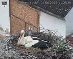 Capi_Dubne_20250608_112504.jpg