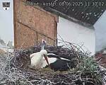 Capi_Dubne_20250608_113002.jpg
