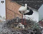 Capi_Dubne_20250608_114004.jpg