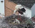 Capi_Dubne_20250608_114502.jpg