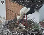 Capi_Dubne_20250608_115003.jpg
