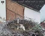 Capi_Dubne_20250608_115502.jpg