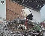 Capi_Dubne_20250608_120003.jpg