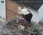Capi_Dubne_20250608_120504.jpg