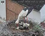 Capi_Dubne_20250608_121004.jpg