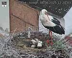 Capi_Dubne_20250608_122003.jpg