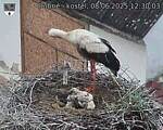 Capi_Dubne_20250608_123003.jpg