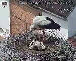 Capi_Dubne_20250608_124503.jpg