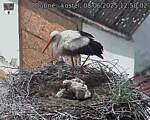 Capi_Dubne_20250608_125002.jpg