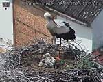 Capi_Dubne_20250608_125504.jpg