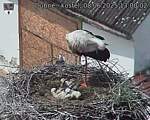 Capi_Dubne_20250608_130003.jpg