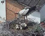 Capi_Dubne_20250608_130503.jpg