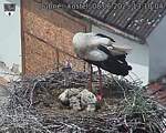 Capi_Dubne_20250608_131004.jpg
