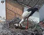 Capi_Dubne_20250608_132004.jpg